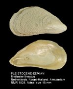 PLEISTOCENE-EEMIAN Mytilaster lineatus
